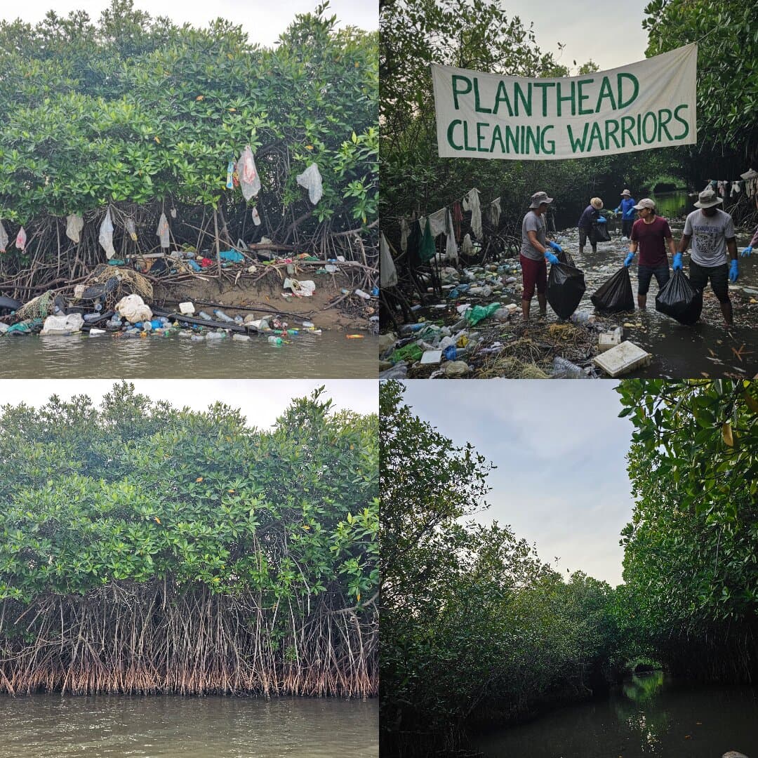 Coastal Livelihoods & Mangrove Restoration
